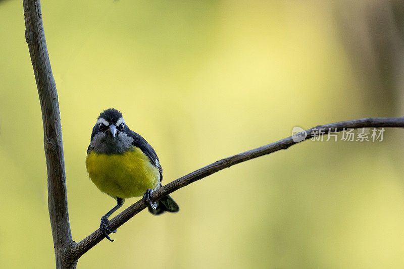 香蕉，Coereba flaveola，栖息在树枝上;多巴哥